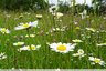 Des marguerites par centaines