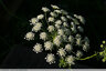 Belles ombelles blanches