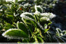 Du givre sur l'arête des feuilles