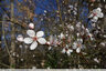 Début de floraison des Pruniers Myrobolan