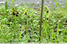 Ophrys de Mars bien installé