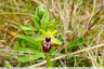 Ophrys de Mars au Stade de la Marcaissonne