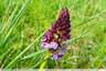 Orchis pourpre plus nombreux