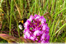 "Cul blanc" sur Orchis Pyramidal