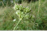 Ombelle avec plusieurs bractées