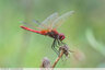 Une libellule rouge
