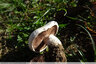 Petit Agaric bien seul