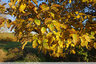 Magnifique feuillage d'automne des Ormes