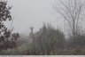 Chevreuils dans la brume