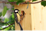 Nichoir pour mésanges charbonnières