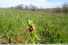 Dernier jour pour l'Ophrys de mars !