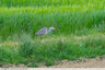 Un héron dans la prairie