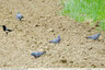 Pigeons colombins en dehors de la forêt