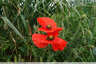 Coquelicot numero1