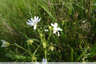 Etoile blanche dans la prairie