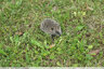 Jeune hérisson en promenade