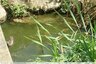 Poules d'eau confinées