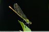 Un calopteryx loinde l'eau