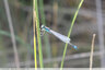 Agrion élégant tout seul