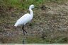 Farouche Aigrette