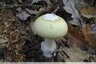Petite amanite jaune