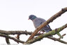 Pigeon des bois