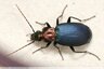 Coléoptère