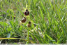 Ophrys de Mars dans la prairie