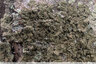 Lichen un peu ténébreux