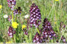 Orchis pourpre en pleine floraison