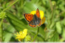 Les petits papillons : Cuivre commun