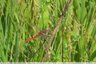 Libellule rouge en chasse dans la friche