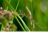 Demoiselle dans la prairie