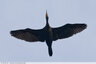 Grand cormoran de passage