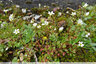 Un saxifrage sur les trottoirs