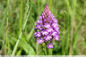Orchis pyramidal en fleur