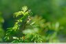 Une bavarde dans la forêt urbaine