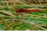 Rouges de partout