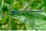 Elégance en bleu