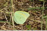 Citron vole !