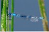 Demoiselle aux flancs bien bleus