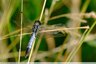 Des stylets plus ou moins blancs
