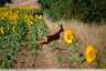 Chevrette &#129420;&#127803;