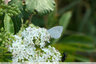 Peu de papillons en vol : Azuré des nerpruns