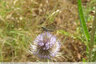 Peu de papillons en vol : Sylvaine
