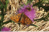 Papillons sur les Cirses - 2