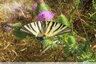 Papillons sur les Cirses - 3