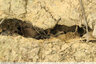 Lézard des fissures