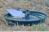 Défilé d'oiseaux à l'abreuvoir - 2