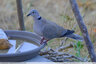 Défilé d'oiseaux à l'abreuvoir - 3